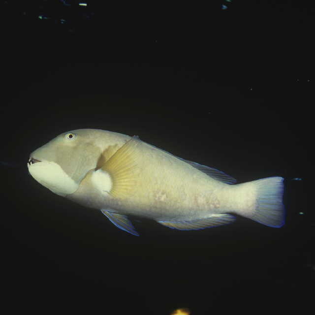 Choerodon rubescens